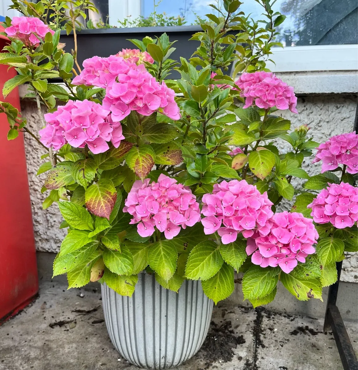 Hydrangea bushes - Image 2