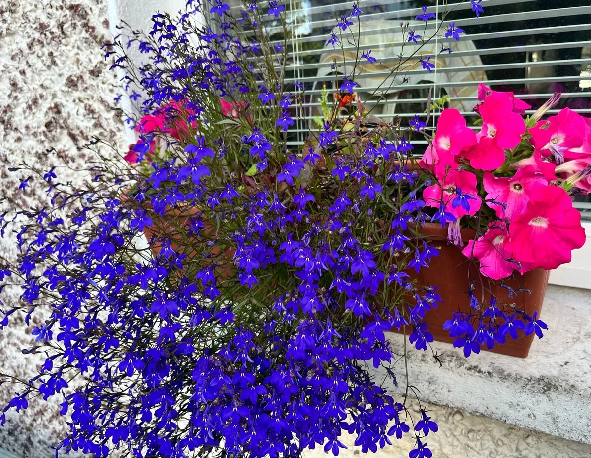 Plants in the pot - Image 2