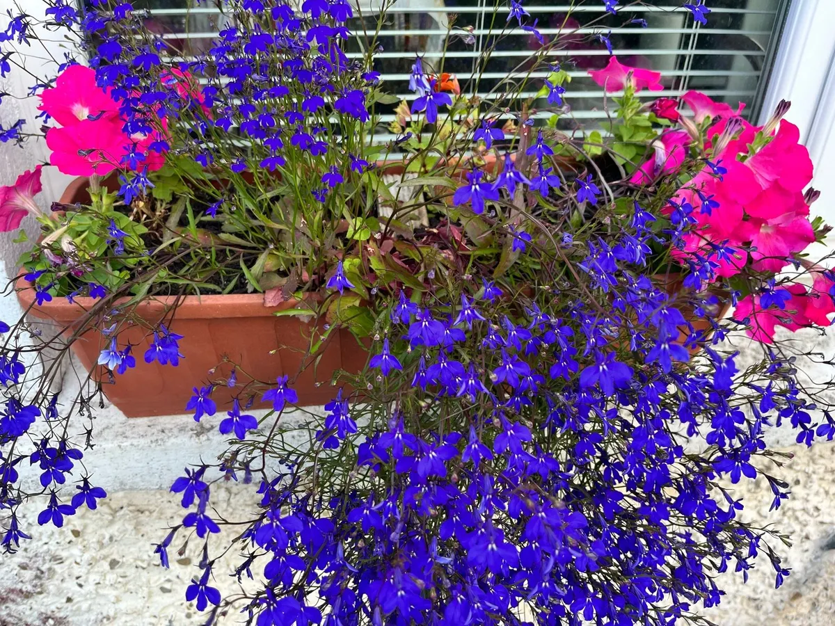 Plants in the pot - Image 3
