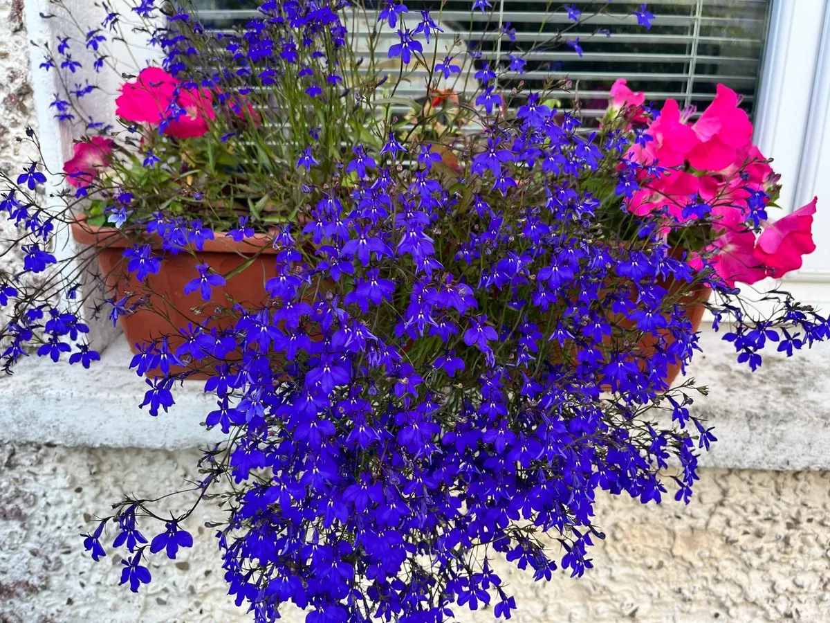Plants in the pot - Image 4