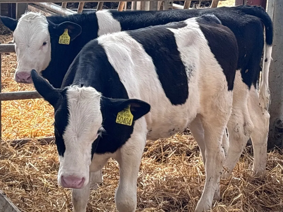 3 smashing Simmental Weanlings for sale - Image 3