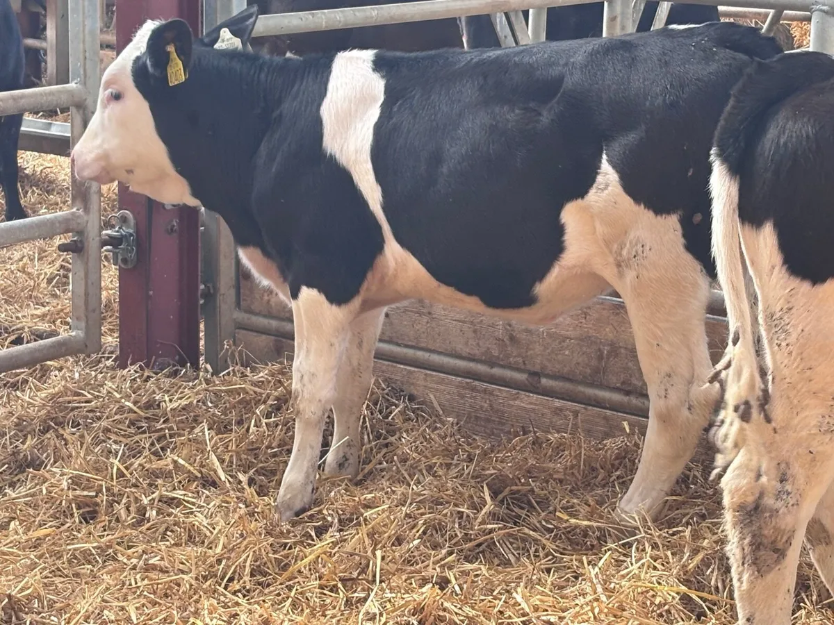 3 smashing Simmental Weanlings for sale - Image 2