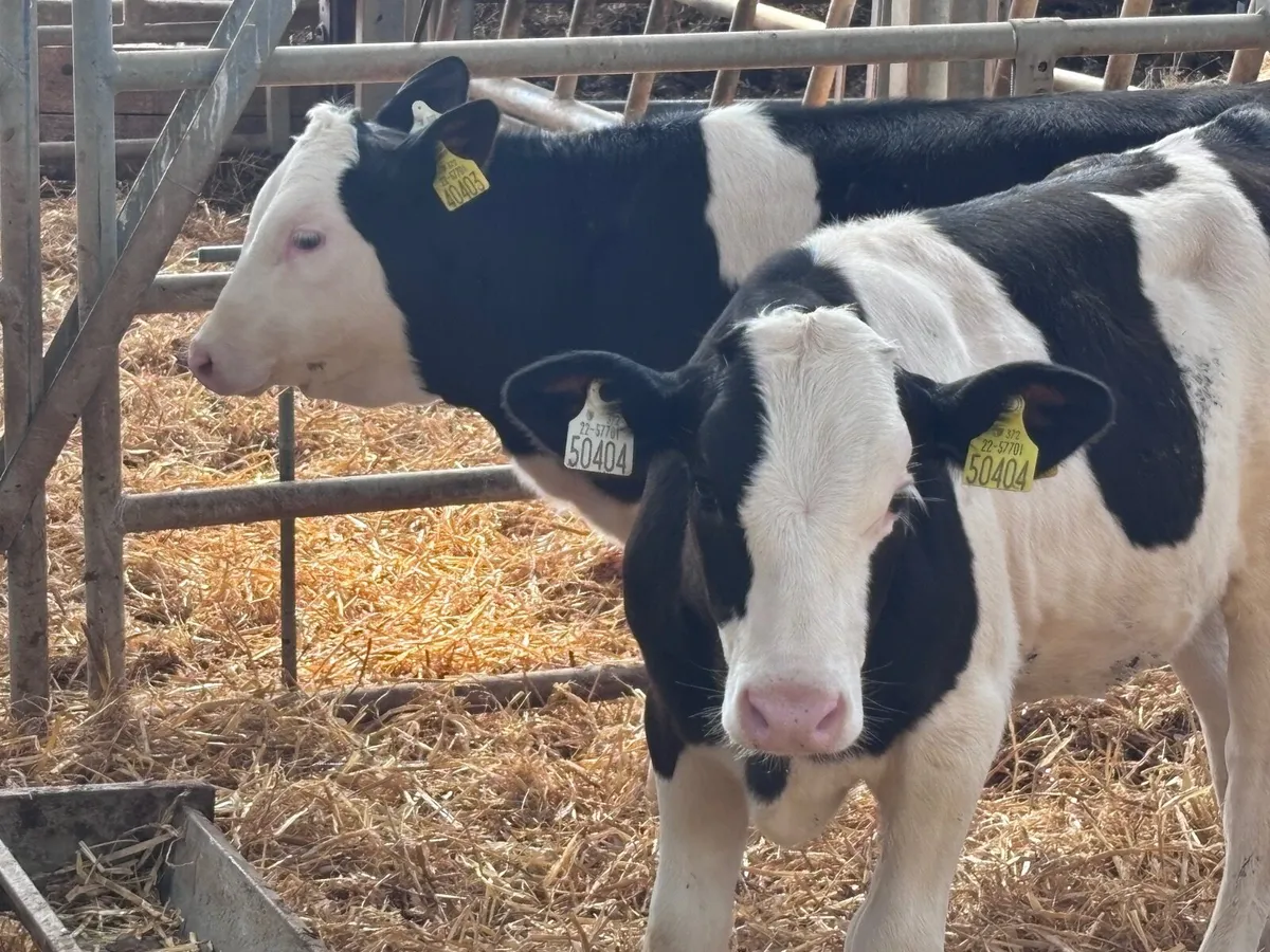 3 smashing Simmental Weanlings for sale - Image 4