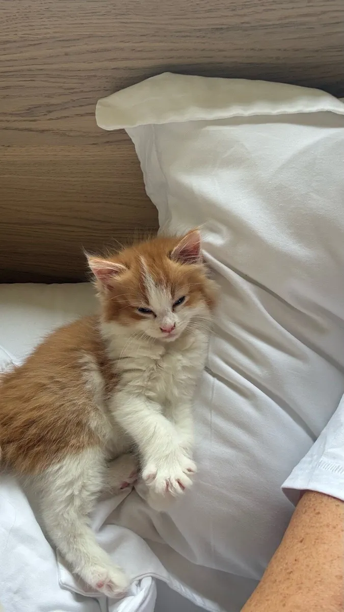 Kitten - Image 1