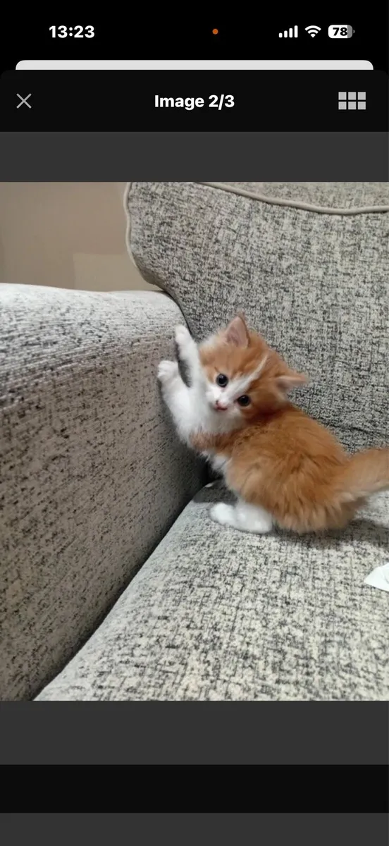 Kitten - Image 2