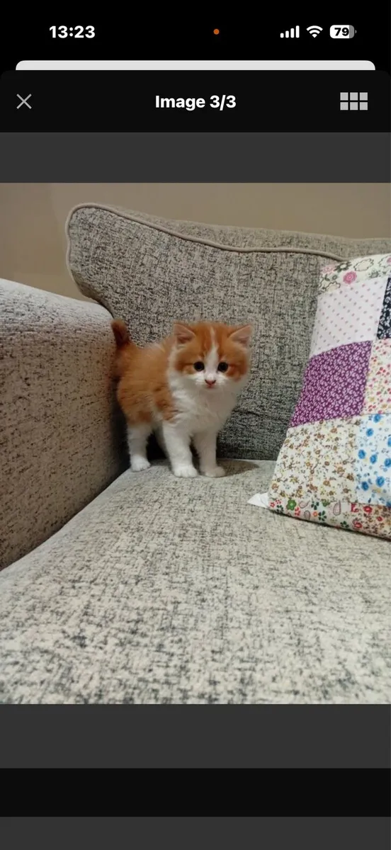 Kitten - Image 3