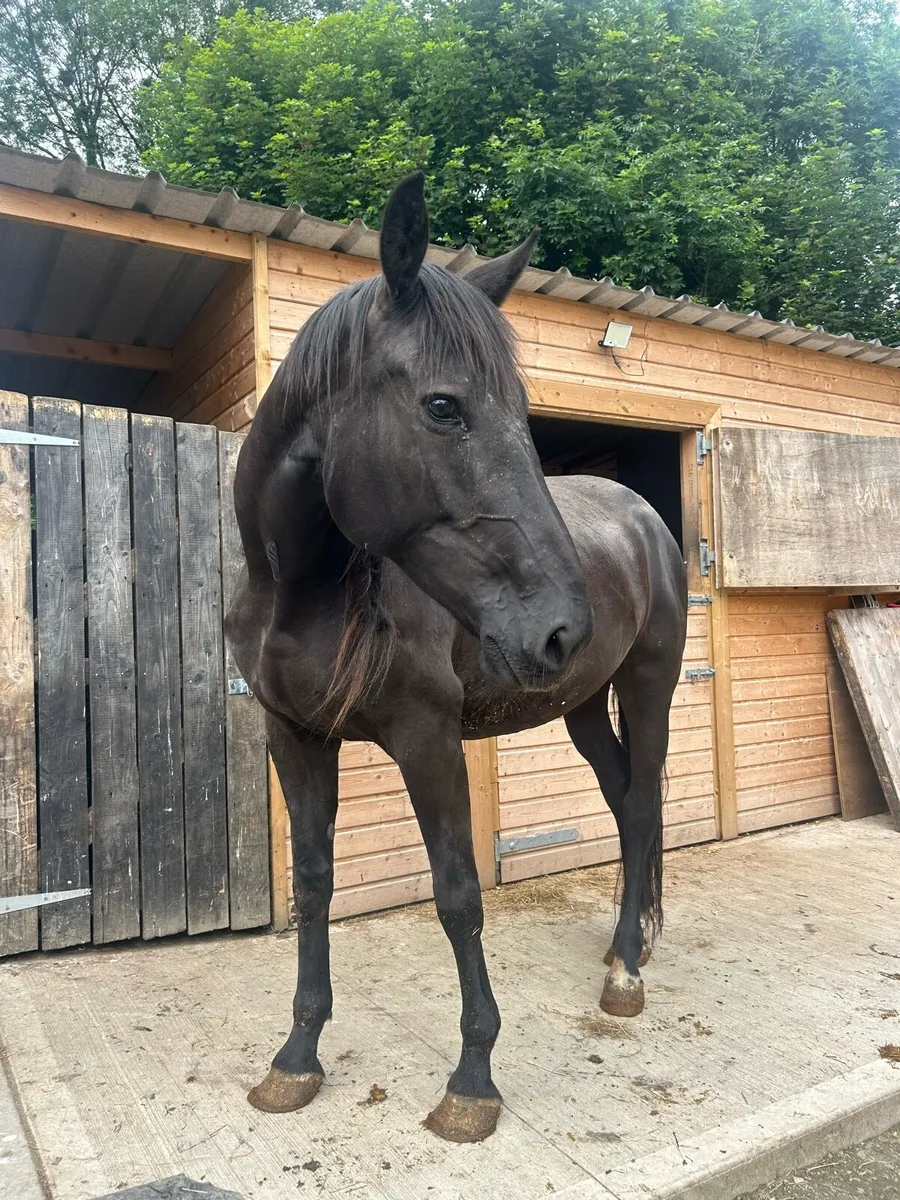15.2hh horse for sale - Image 1