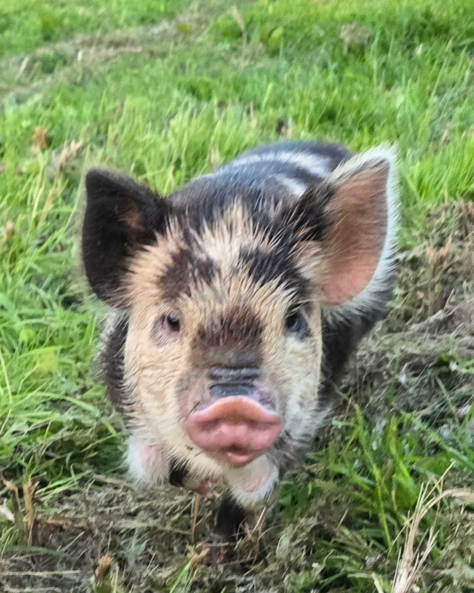 PEDIGREE Kune Kune Boar and Piglets - Image 1