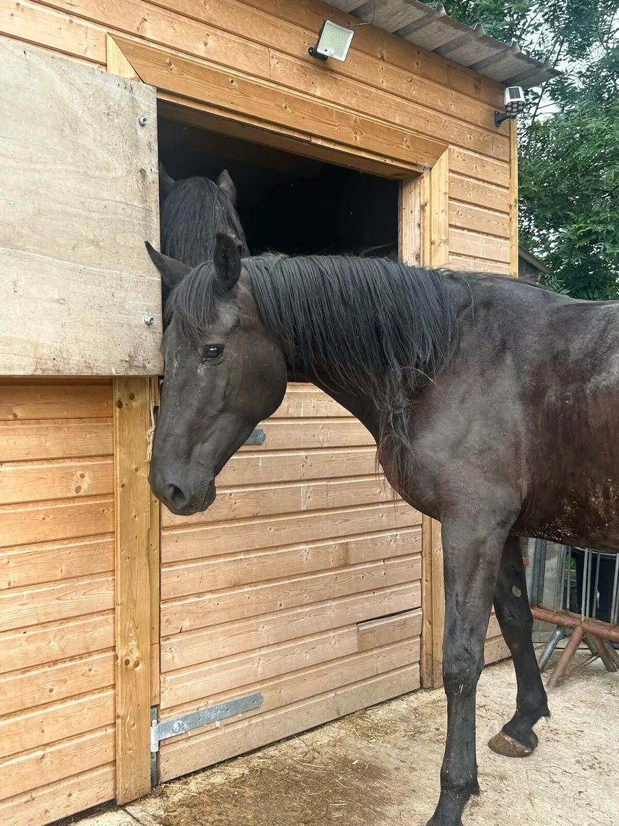 15.2hh horse for sale - Image 2