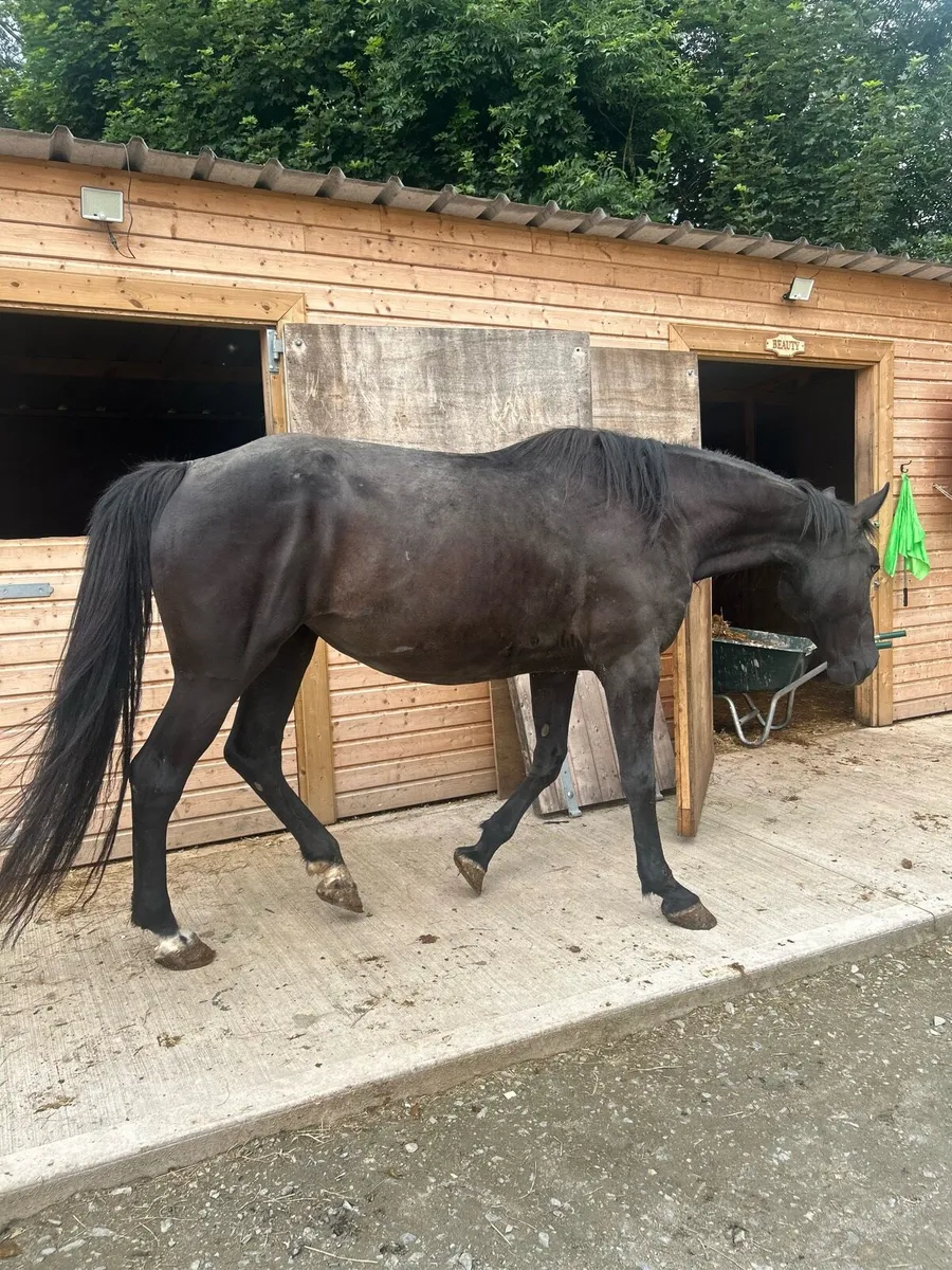 15.2hh horse for sale - Image 3