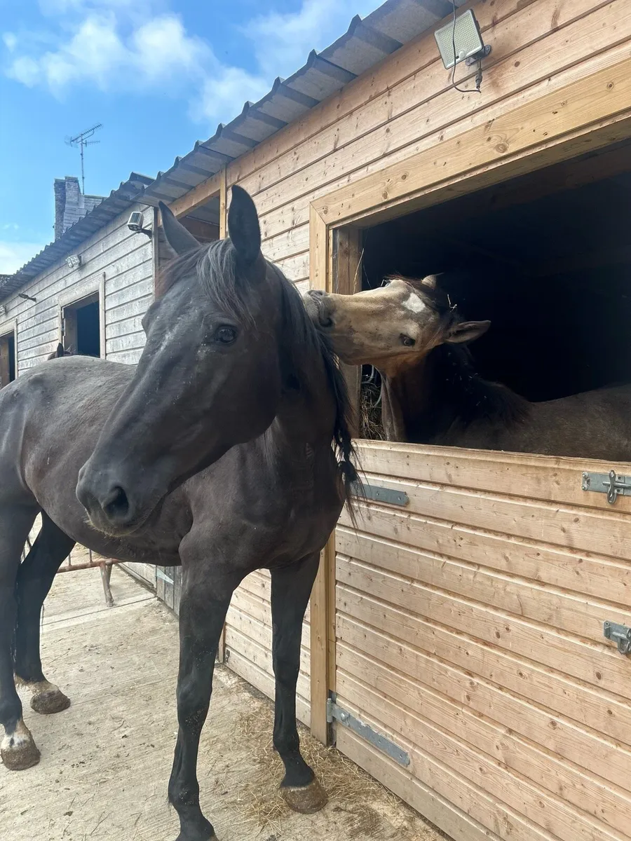15.2hh horse for sale - Image 4