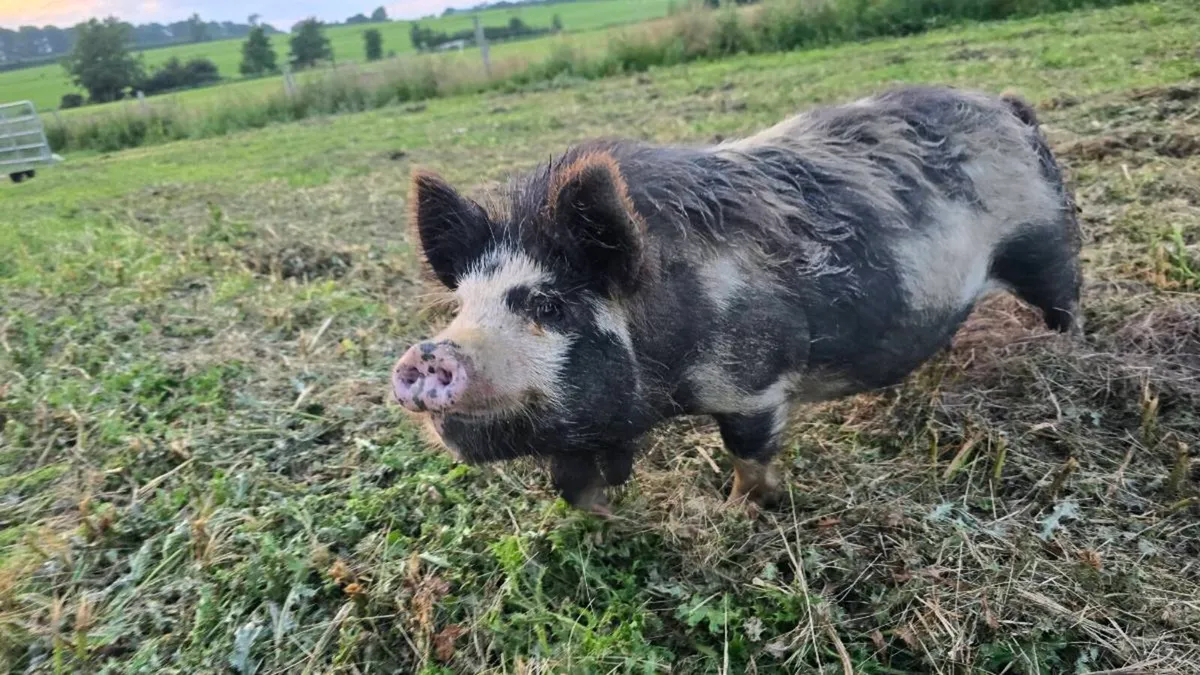 PEDIGREE Kune Kune Boar and Piglets - Image 3