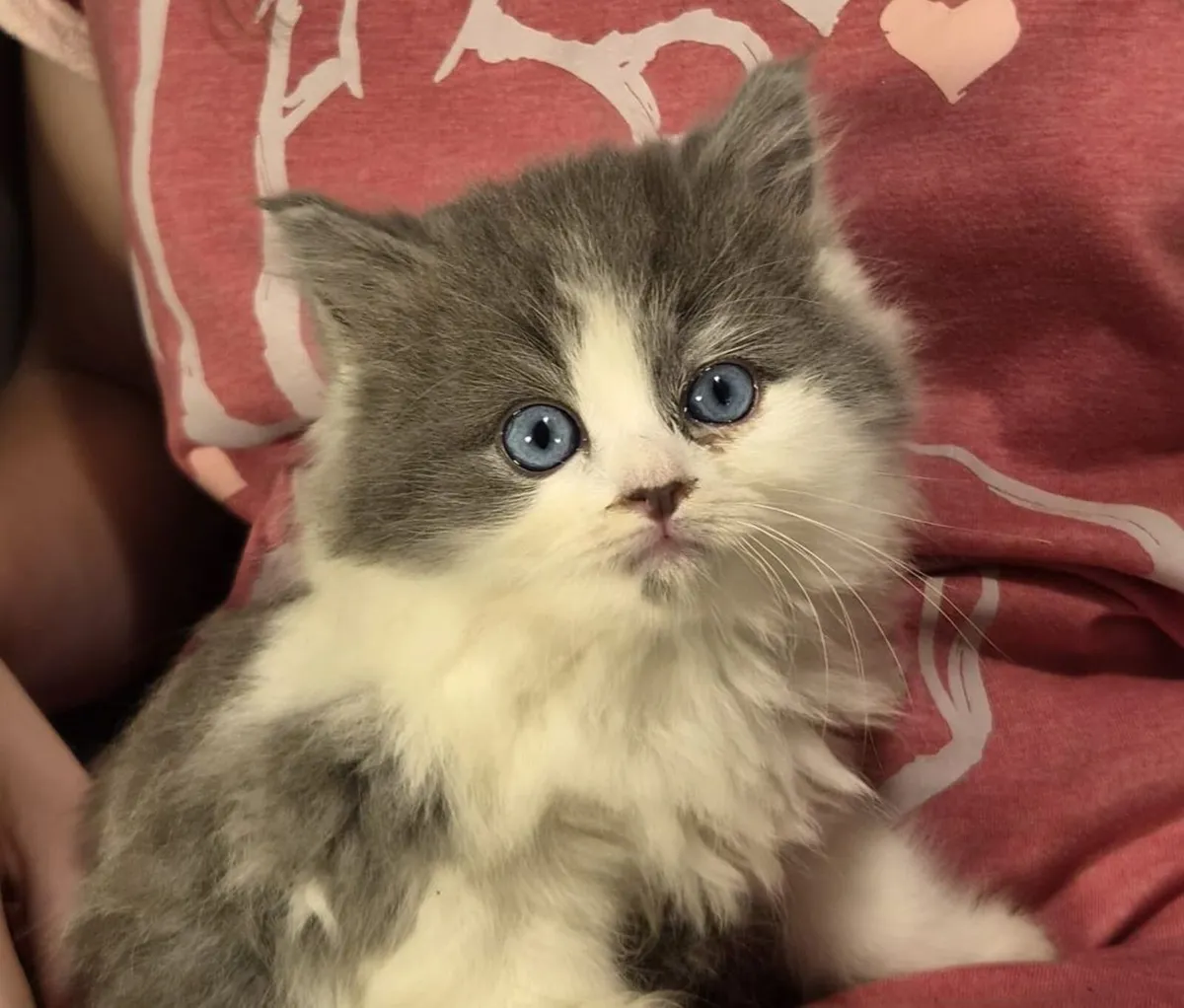 Ragdoll, Scottish X Longhaired Kittens - Image 1