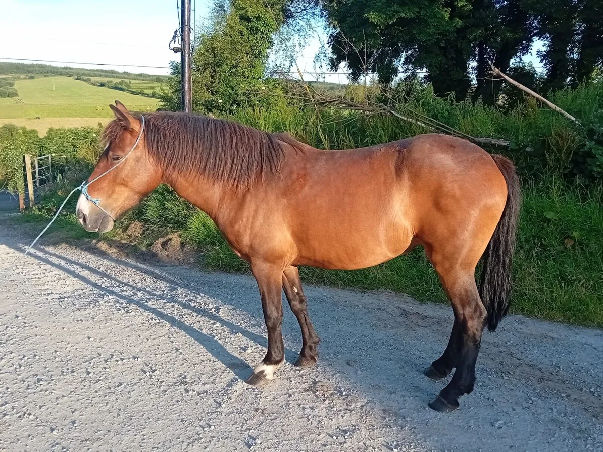 Pony - Image 2