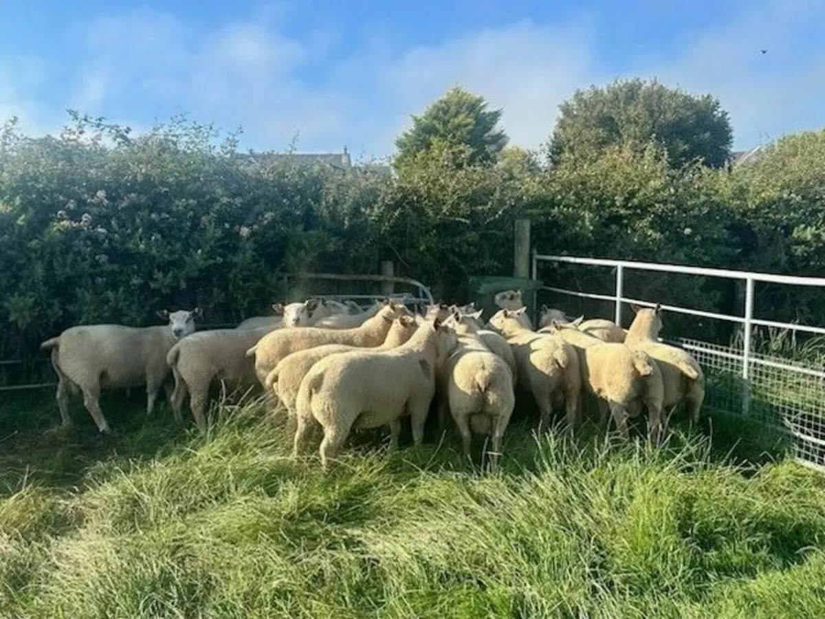Pedigree Charollais Hogget Rams