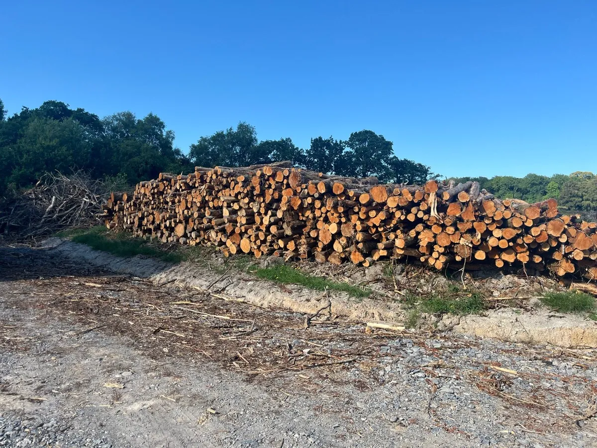 Alder ex forestry for sale - Image 2