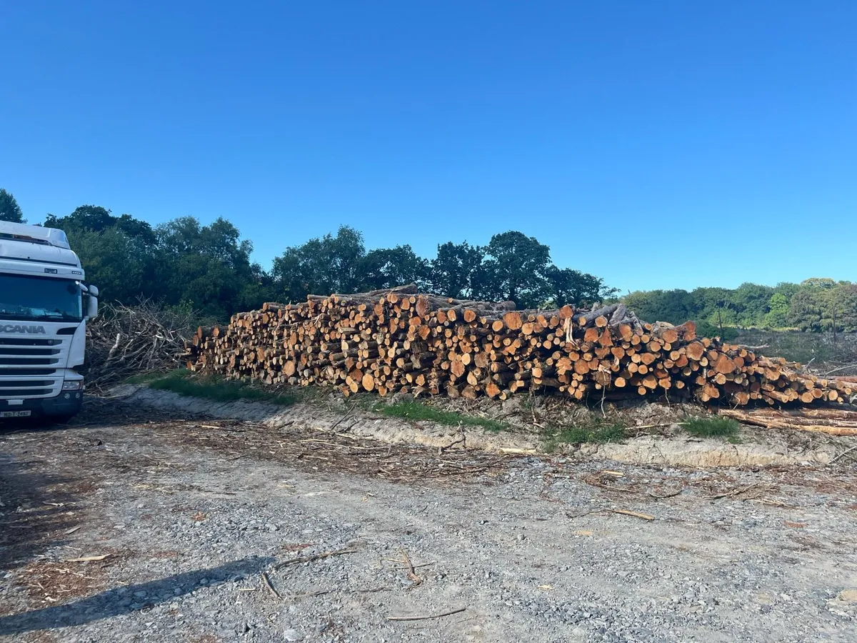 Alder ex forestry for sale - Image 3