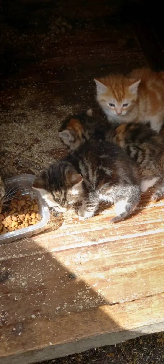 Kittens - Image 4