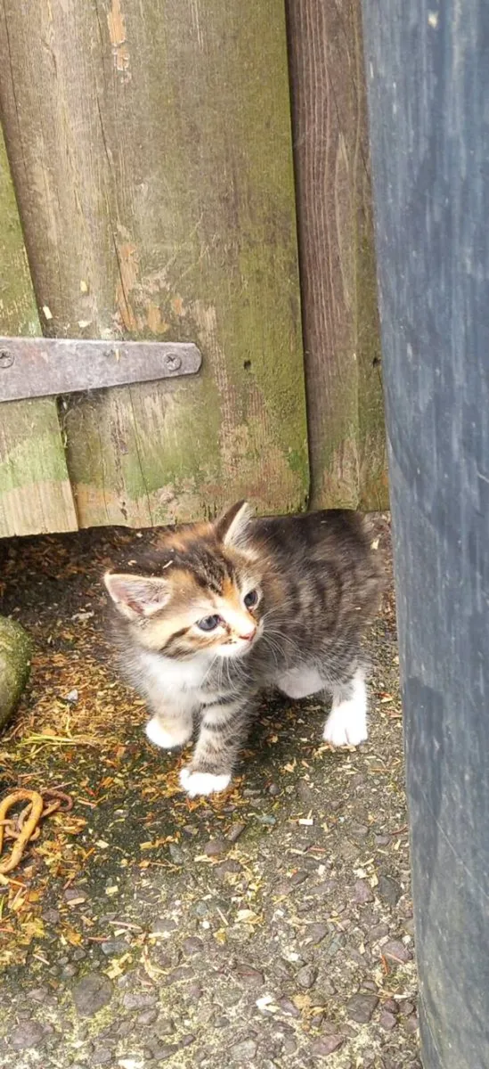 Kittens - Image 1
