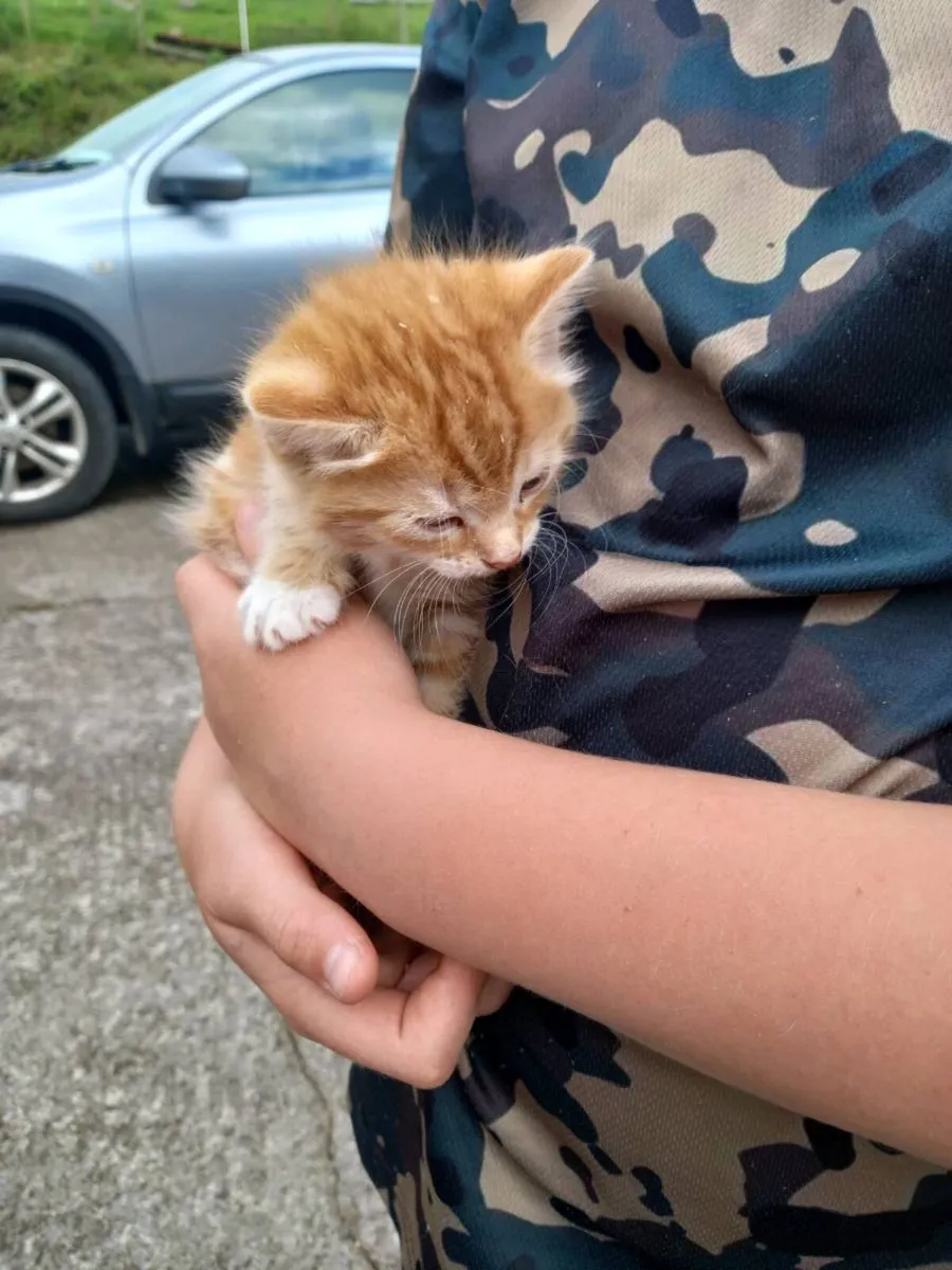 Kittens - Image 2