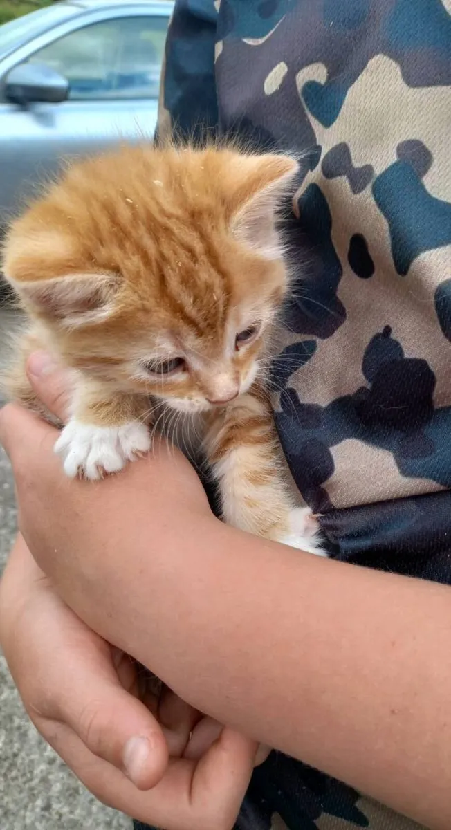 Kittens - Image 3
