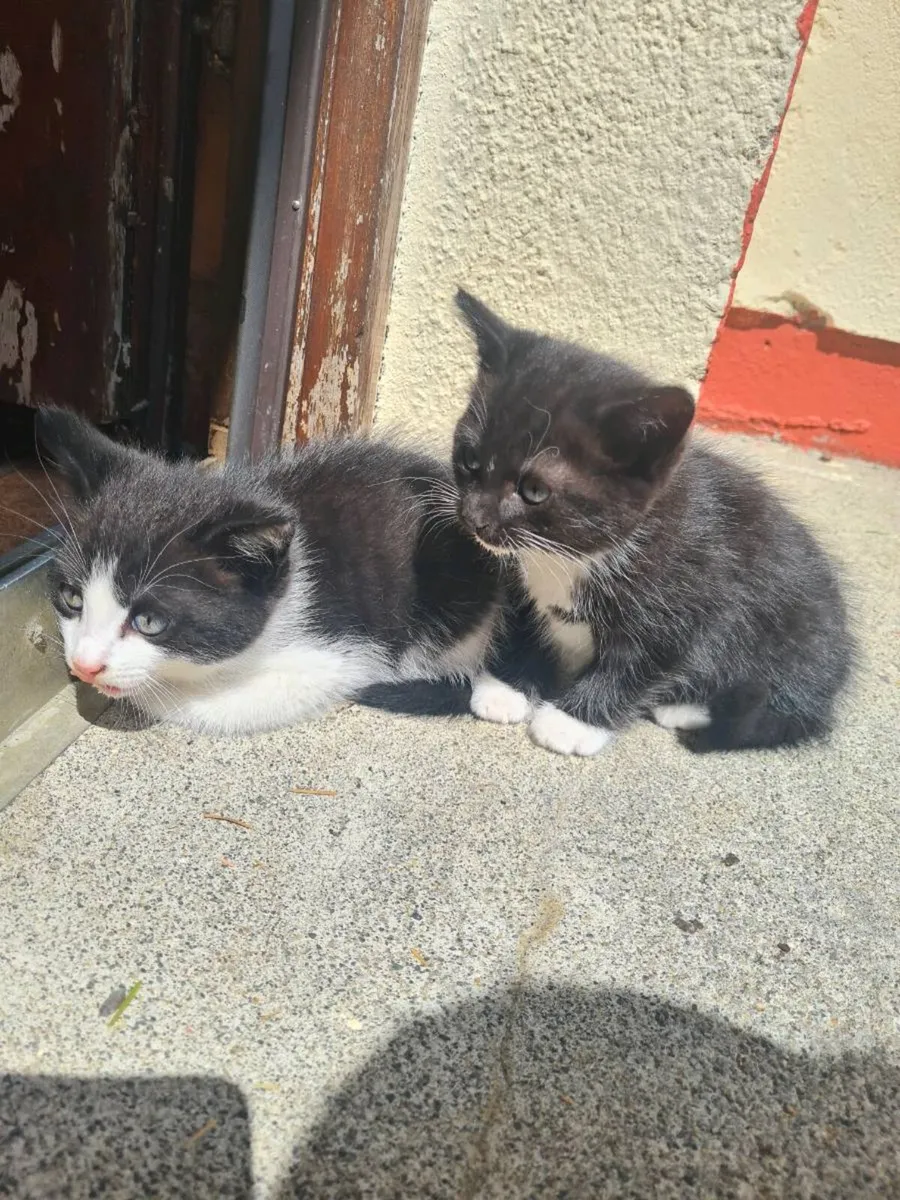 Kittens