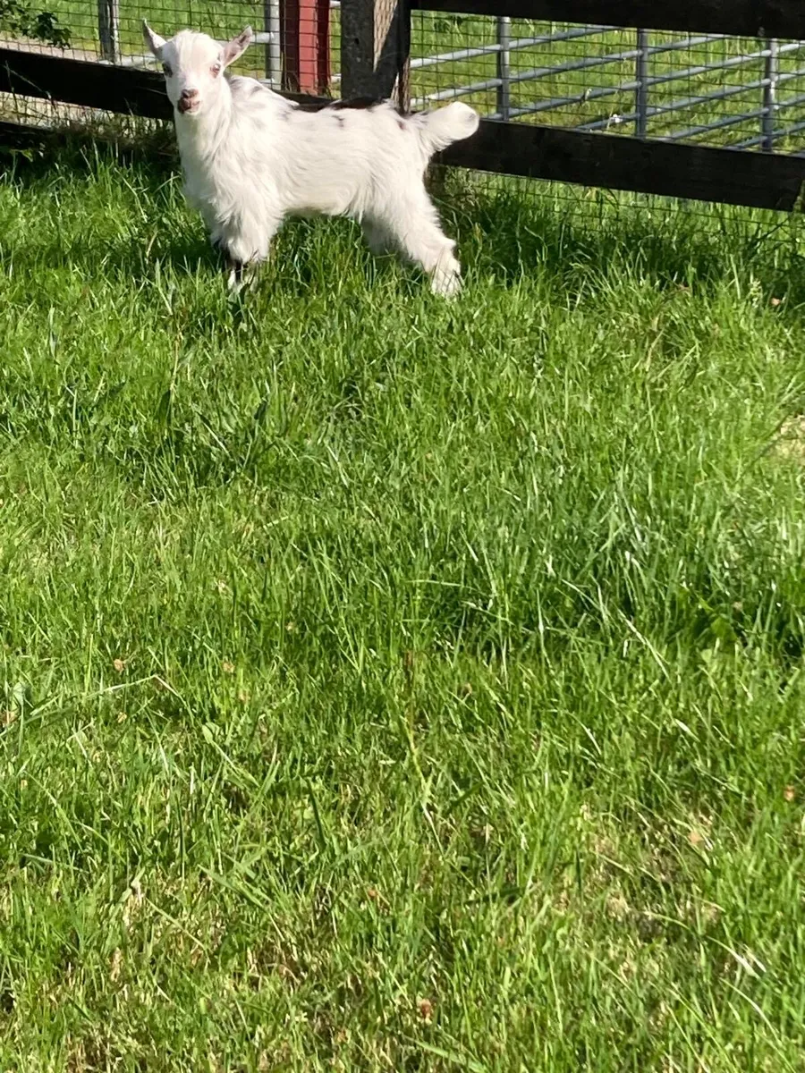 Pygmy Goat Kid Castrated Male Kid - Image 2