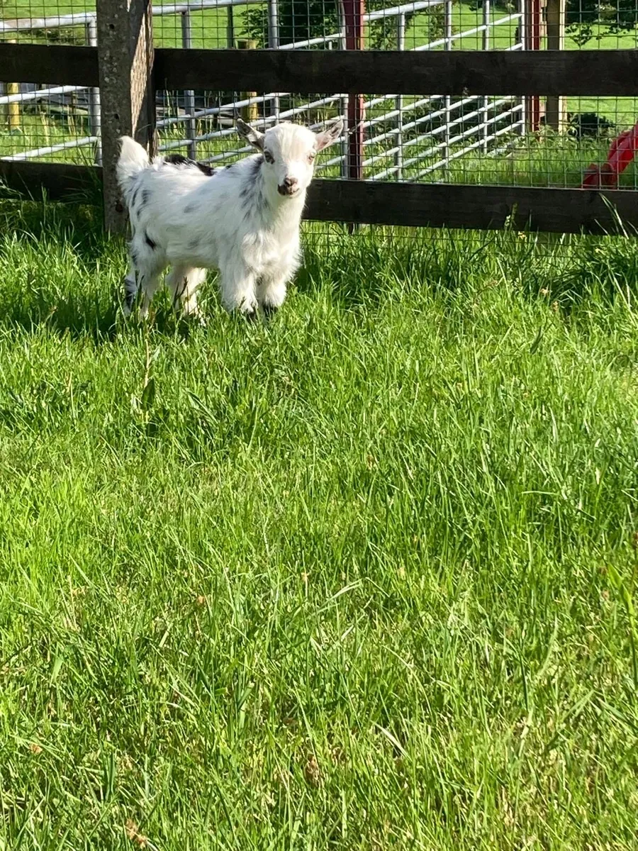 Pygmy Goat Kid Castrated Male Kid - Image 1