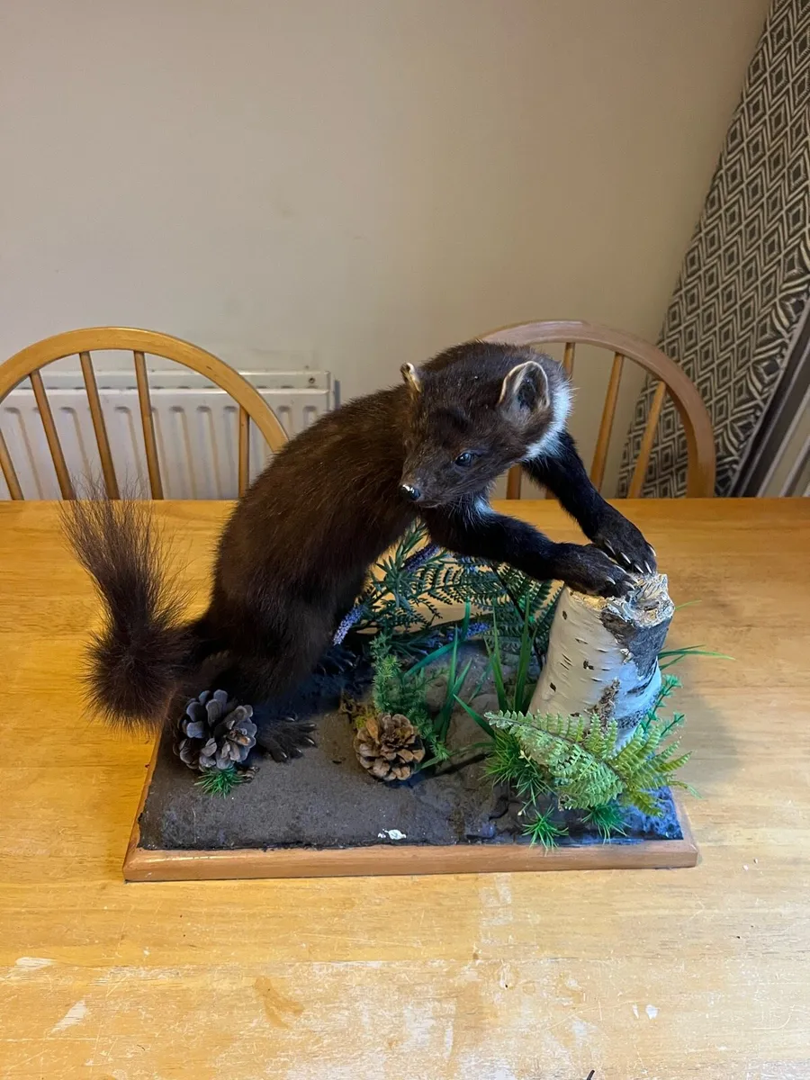 Pine Martin taxidermy - Image 1