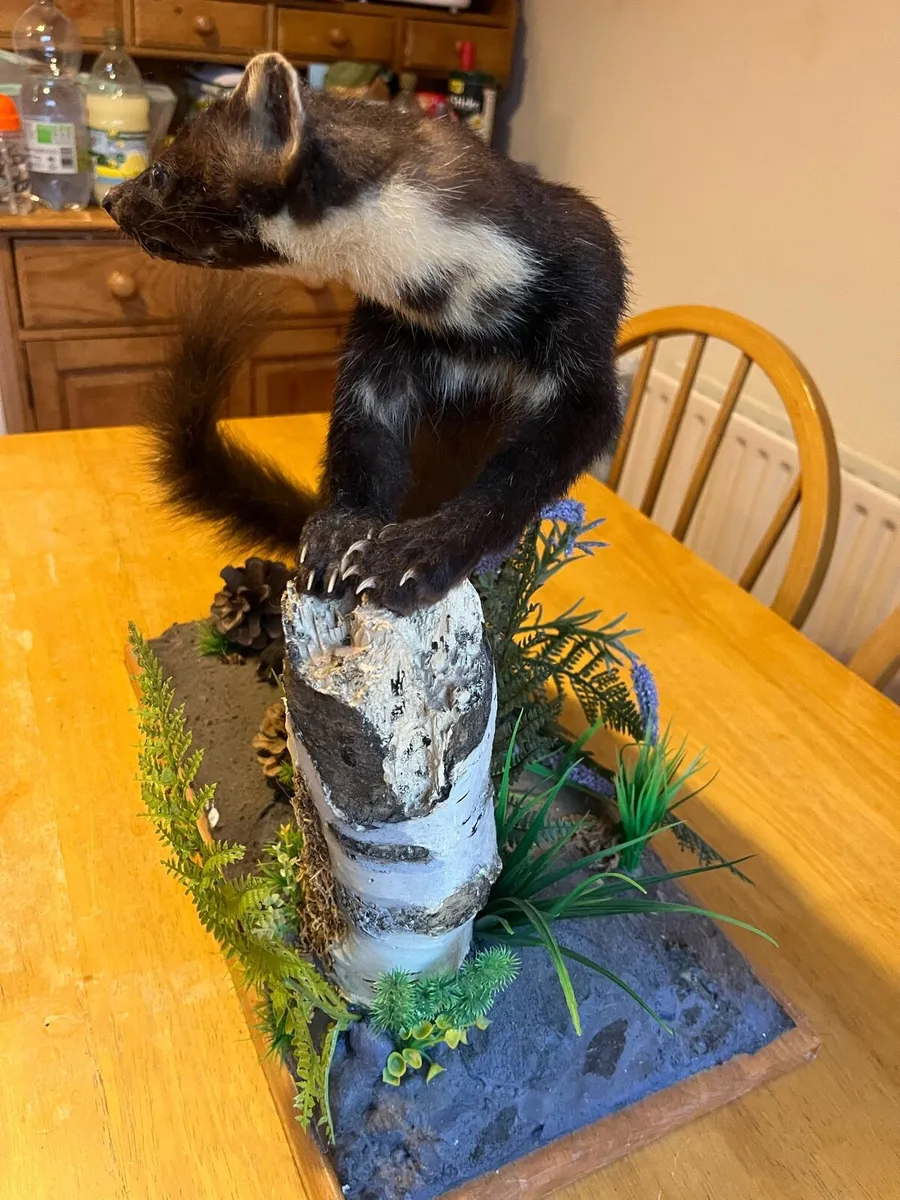 Pine Martin taxidermy - Image 2