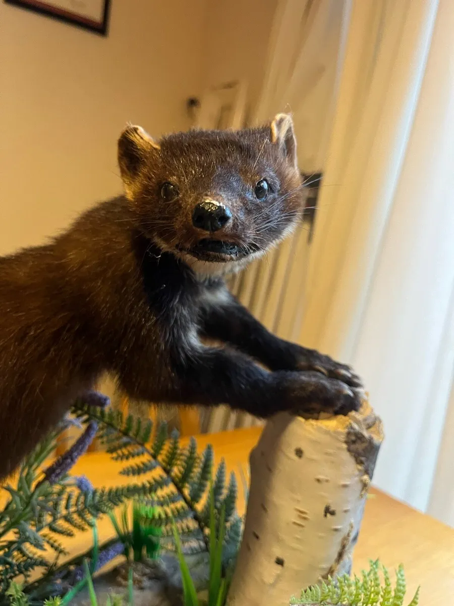 Pine Martin taxidermy - Image 3