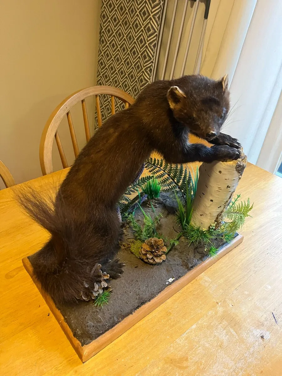 Pine Martin taxidermy - Image 4
