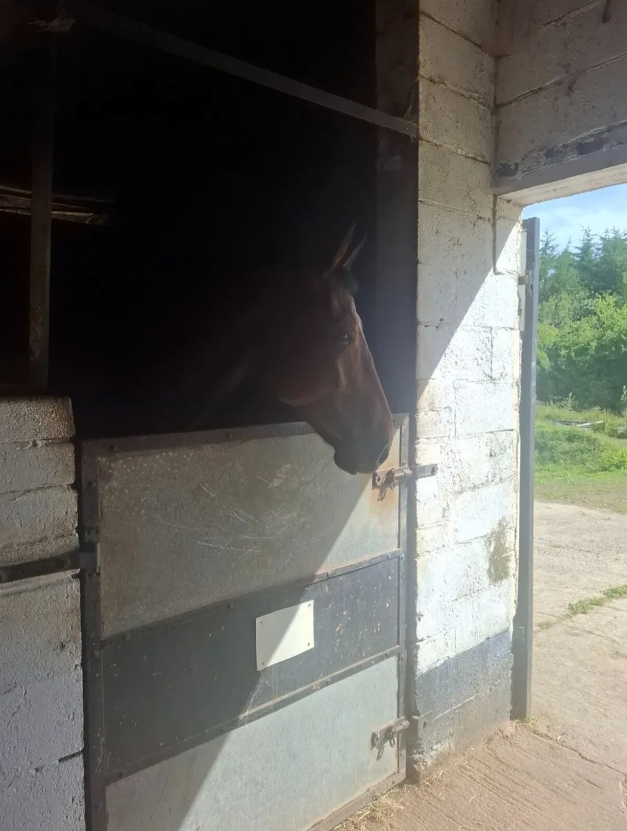 Horse, livery, yard - Image 2