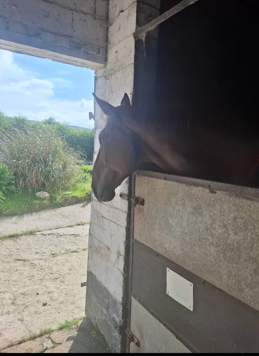 Horse, livery, yard - Image 3