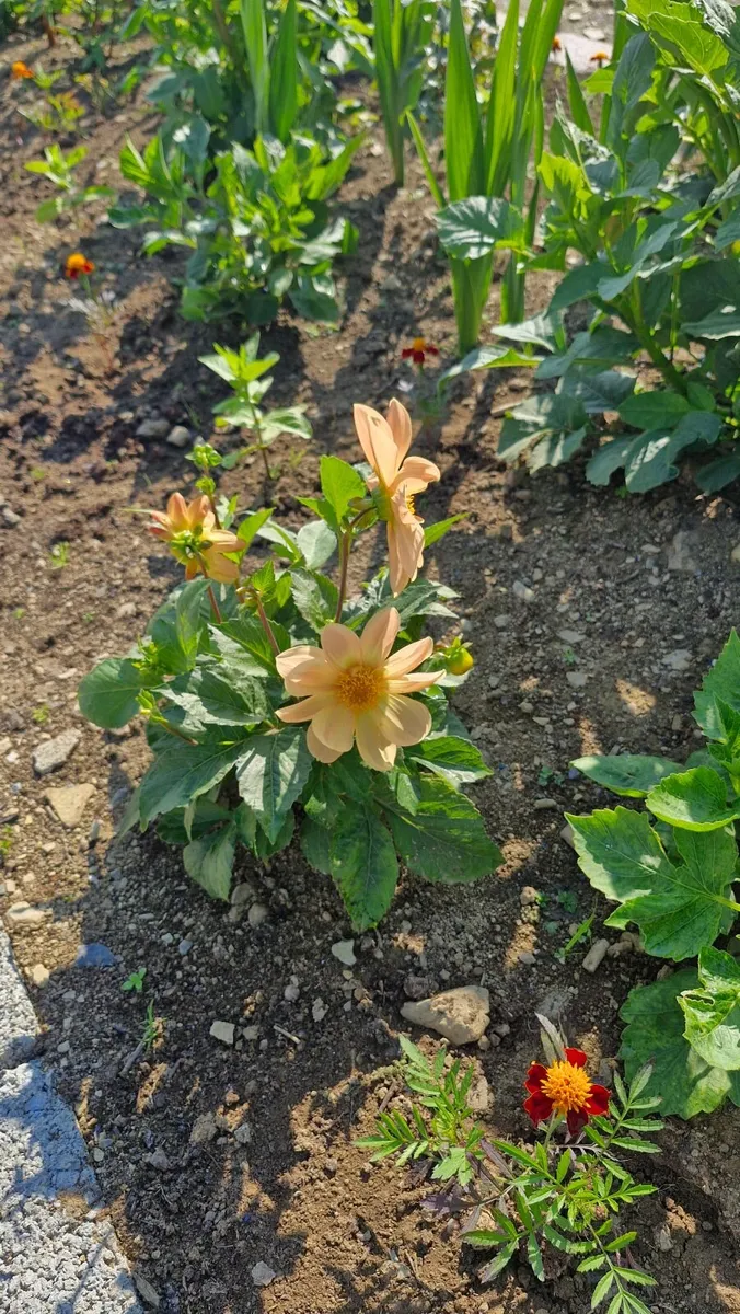 Flowers - Image 1