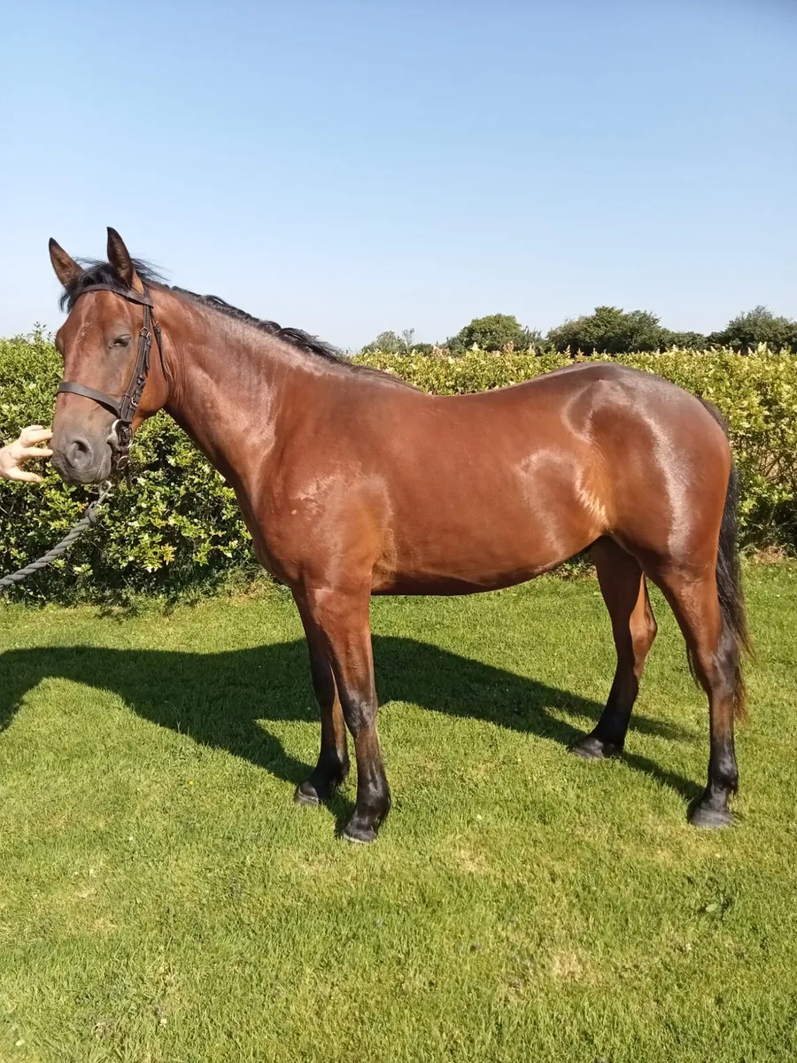 2 year old Connemara gelding - Image 2