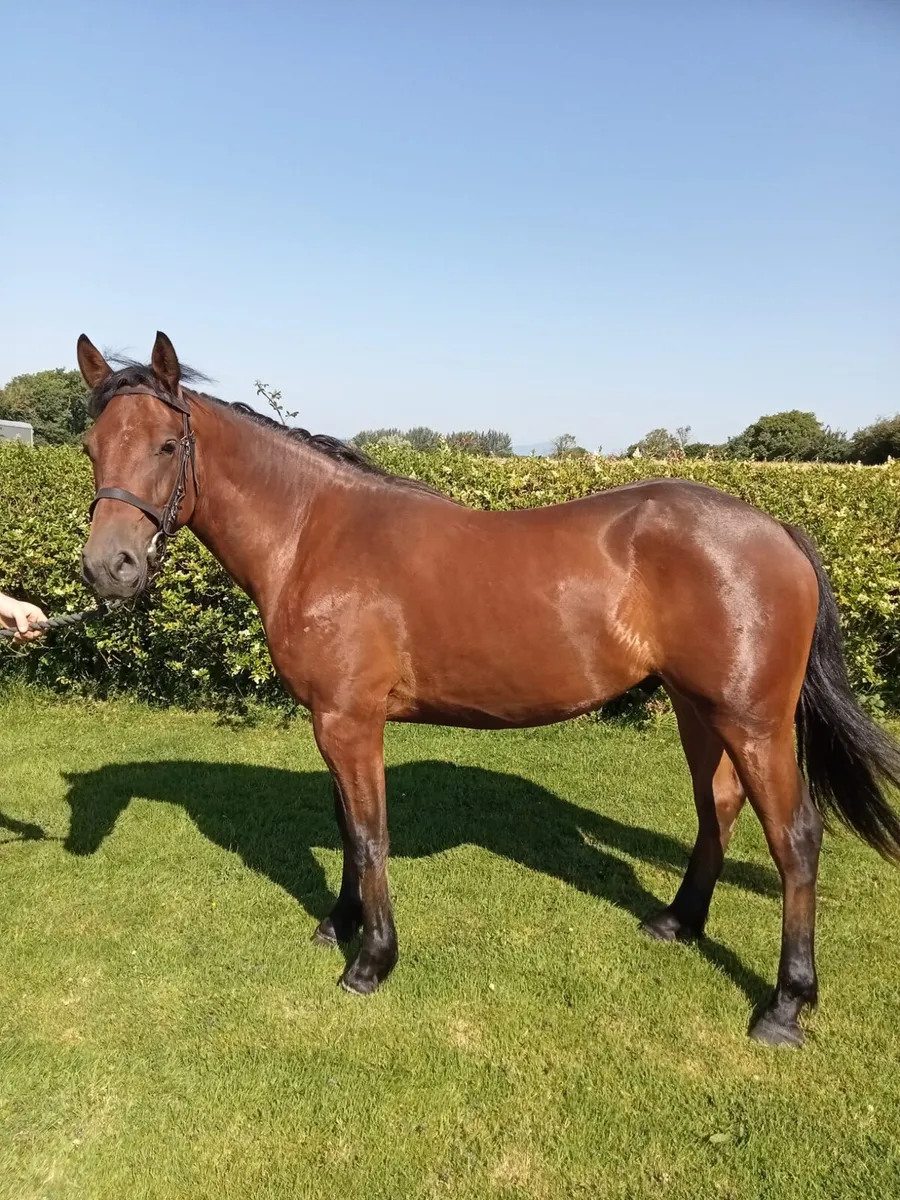 2 year old Connemara gelding - Image 1