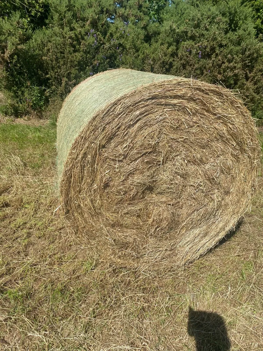 Top quality horse hay - Image 1