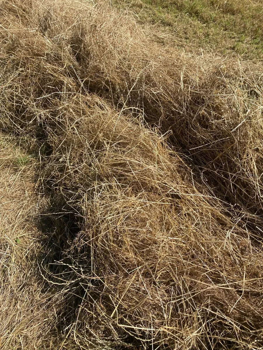 Top quality horse hay - Image 2
