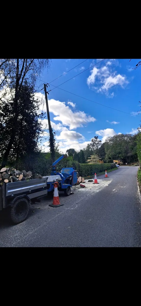 Tree care - Image 4