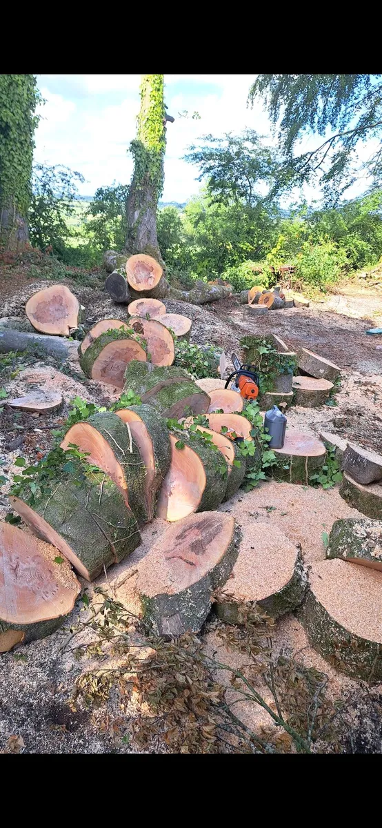 Tree care - Image 1