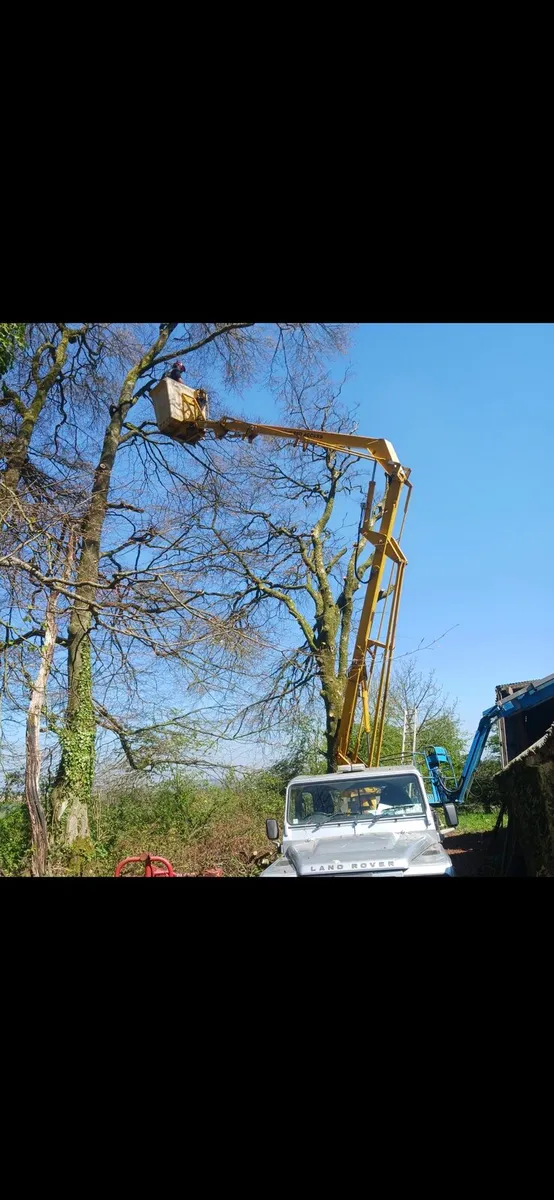 Tree care - Image 4