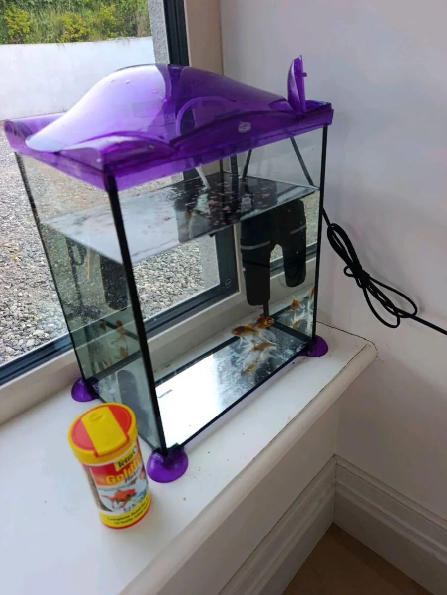 Free goldfish and tank - Image 1