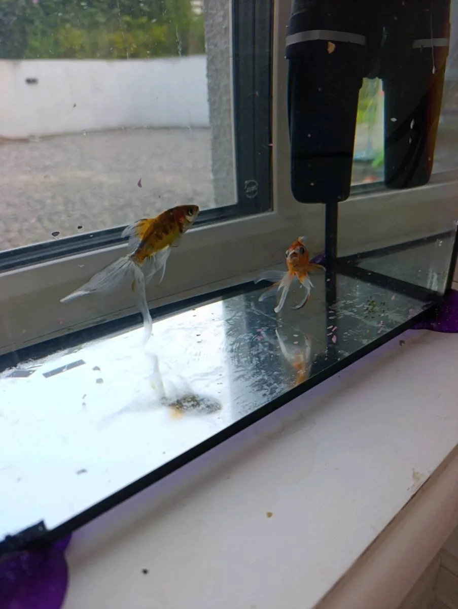Free goldfish and tank - Image 2