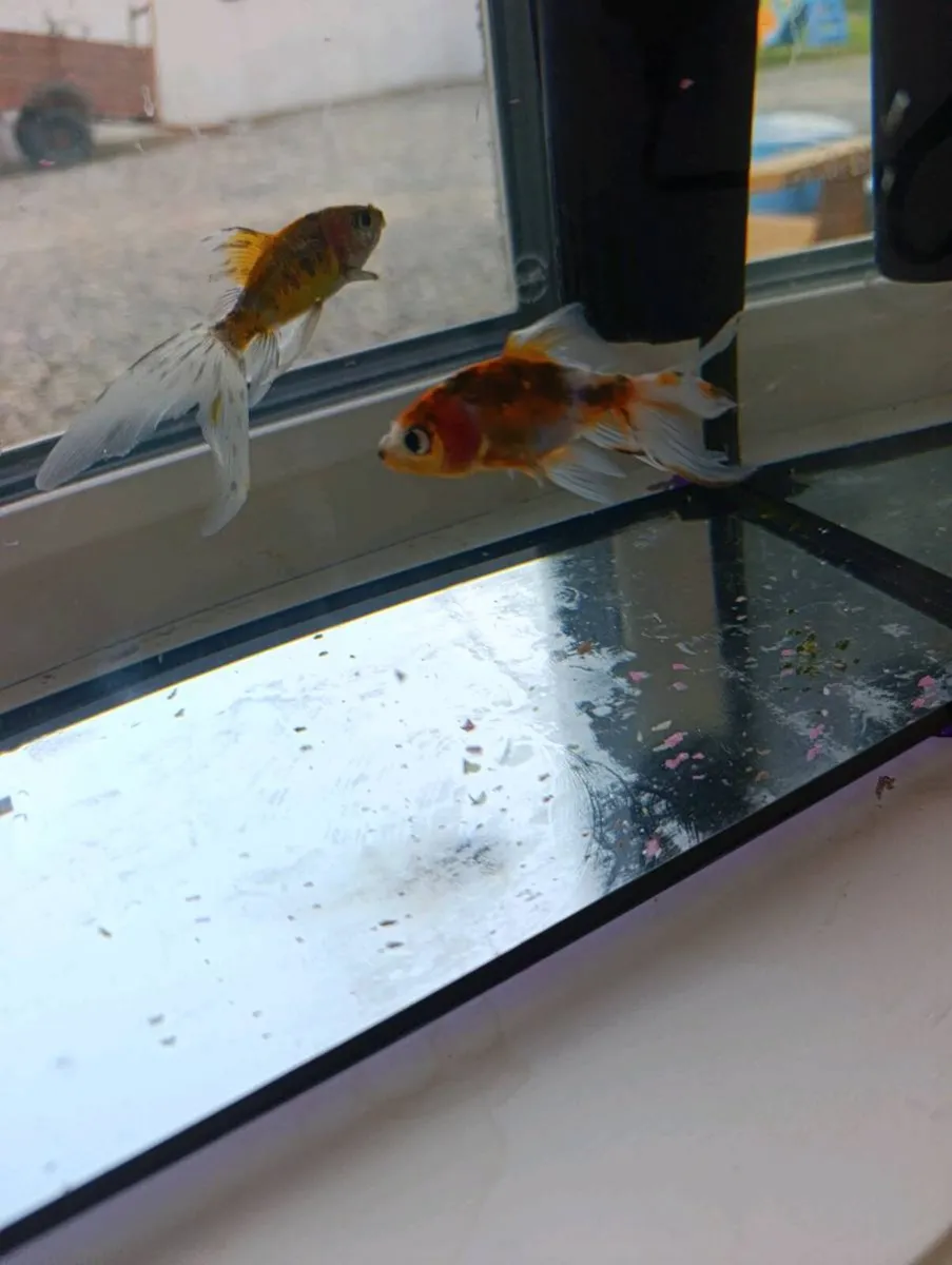 Free goldfish and tank - Image 3