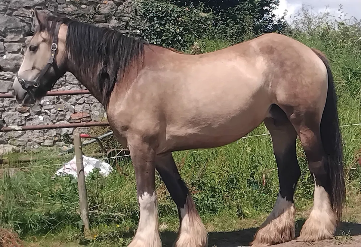 Top class irish cob mare