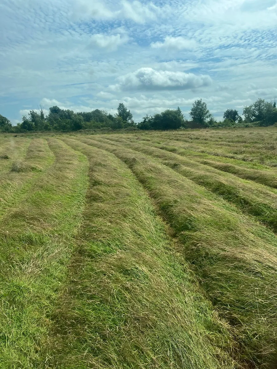 Hay - Image 2