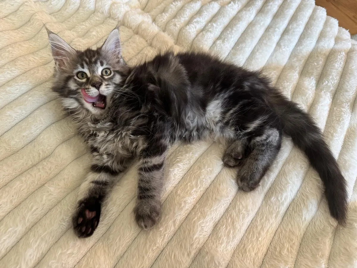 Maine coone Kittens - Image 3