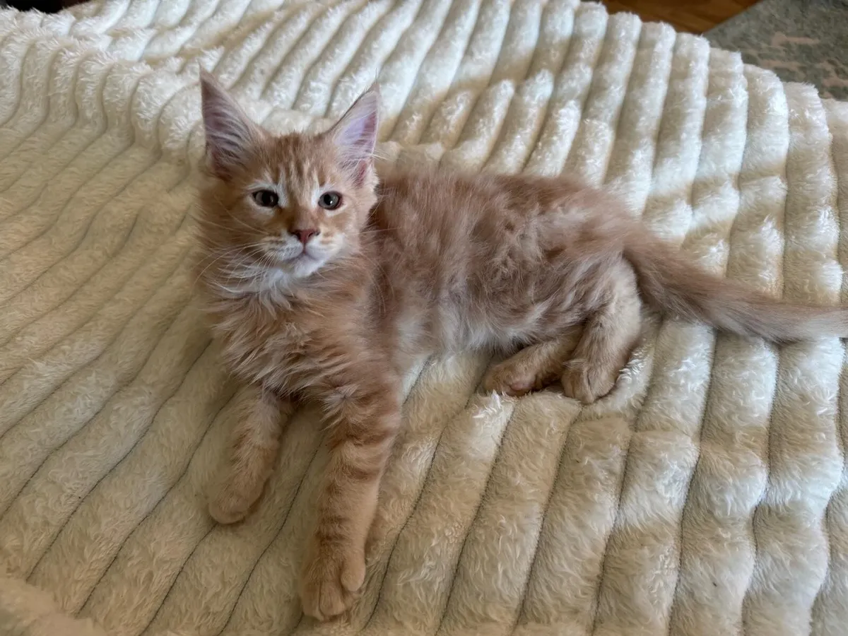 Maine coone Kittens - Image 2