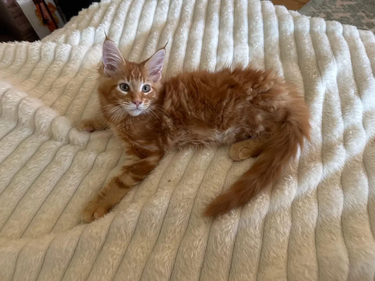 Maine coone Kittens - Image 4